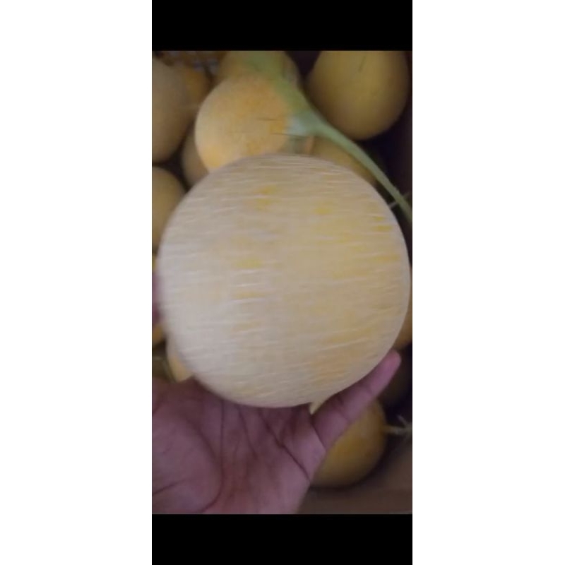 

melon intanon