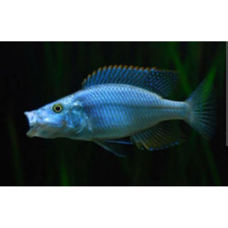 Jendral cichlid