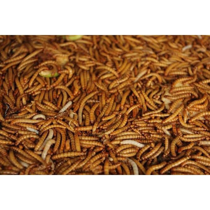 Replika Ulat Hongkong 1 Kg / Ulat Hongkong Hidup 1 Kg / Pakan Ikan / Pakan Burung / Pakan Arwana / P