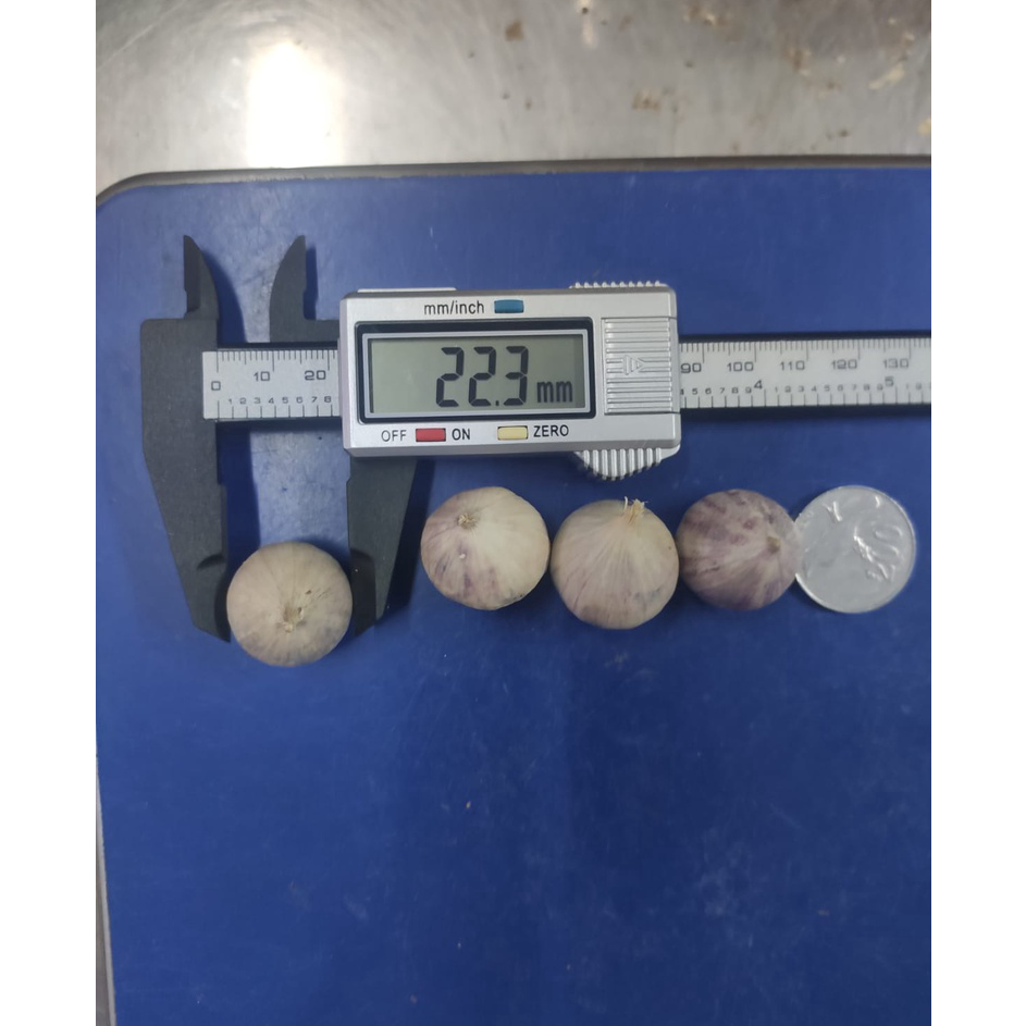 

Jual Bawang Putih Tunggal Lanang Besar 1KG ♪↔✴❆