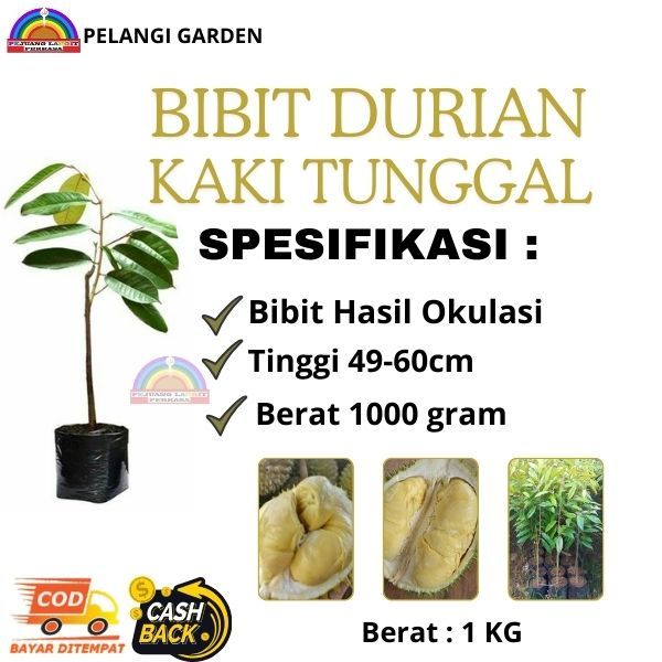 Bibit Durian Lokal Super Moontong, Bibit Durian Berbuah, Bibit Durian Berbunga