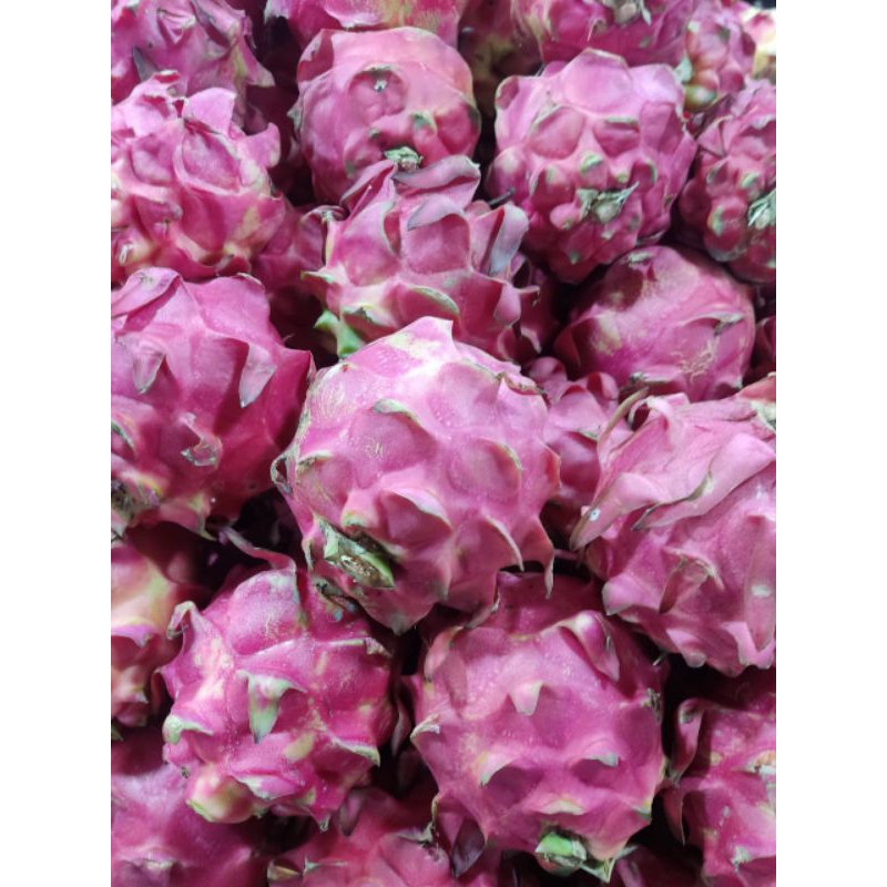 

buah naga besar