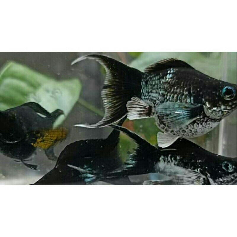 

ikan molly blue electrick lyretail