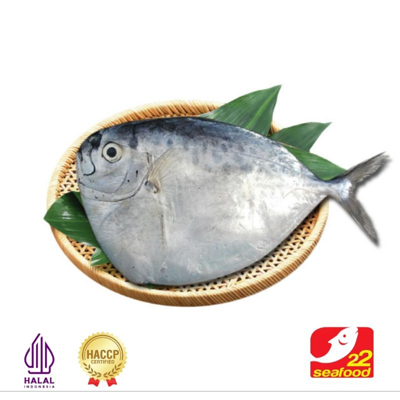 

Ikan Semar 1 kg isi 4-8 ekor / Moon Fish / Seafood 22