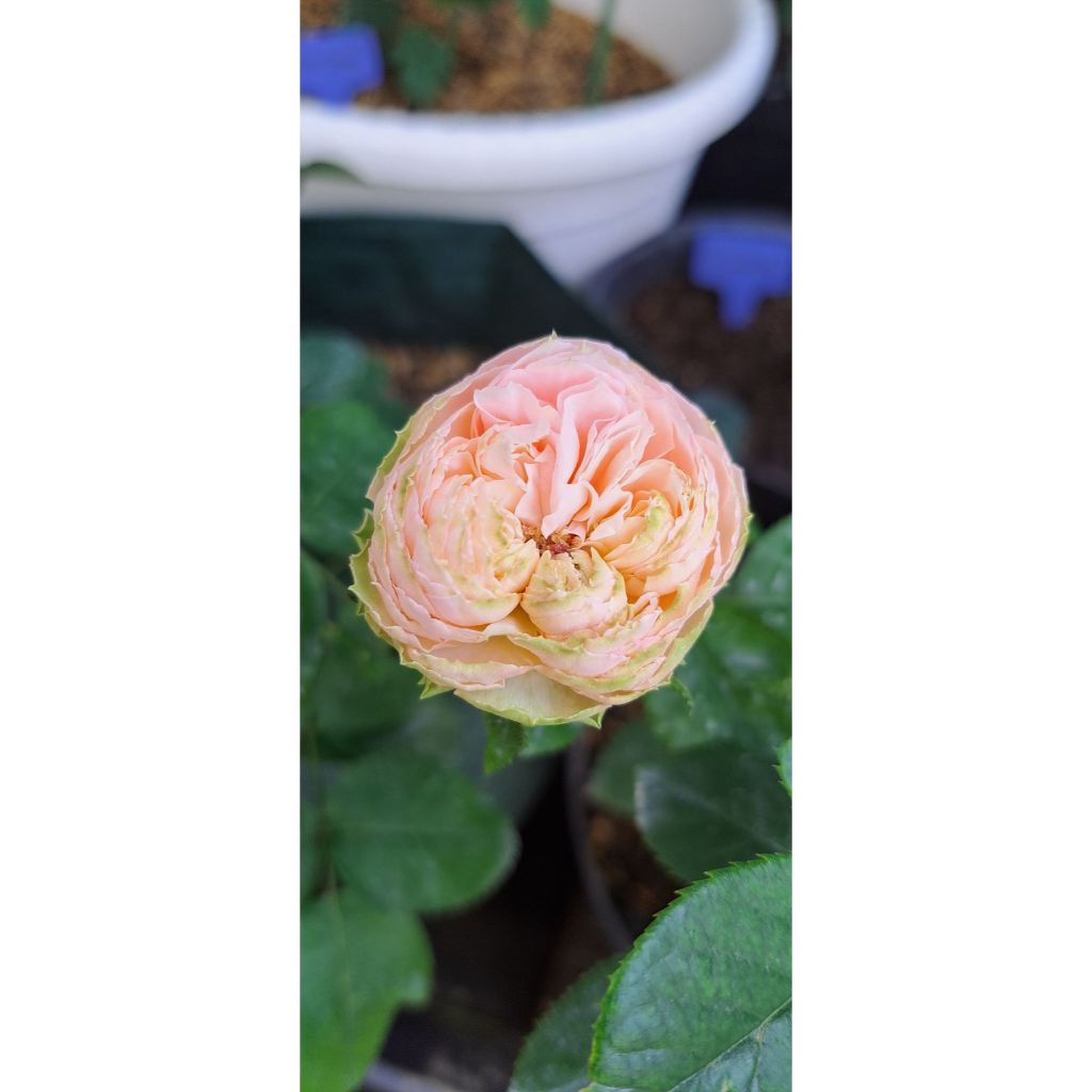 Bibit Tanaman Hias Bunga Mawar Import Charming Piano/Mawar Hidup Charming Piano