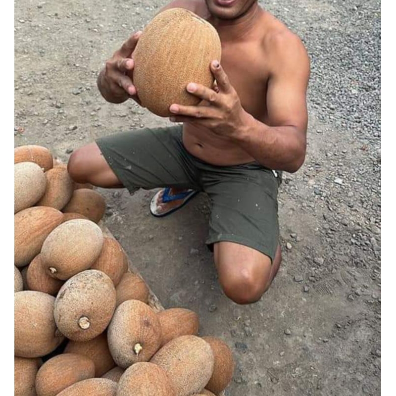 

MAMEY SAPOTE MAGANA SAWO mexsiko 1kg -+ per buah