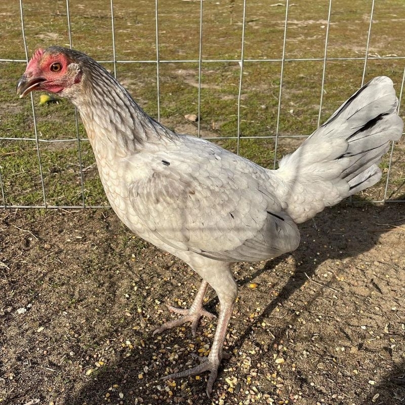 

jual telur ayam betina ak 47 paket 4 butir