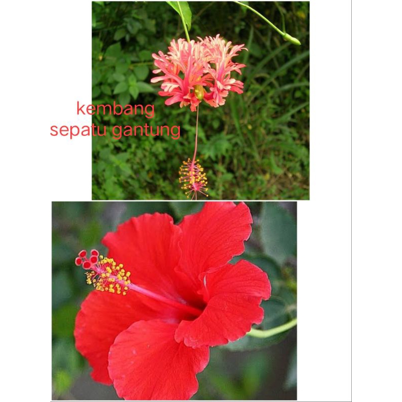 Bibit bunga kembang sepatu/kembang sepatu gantung