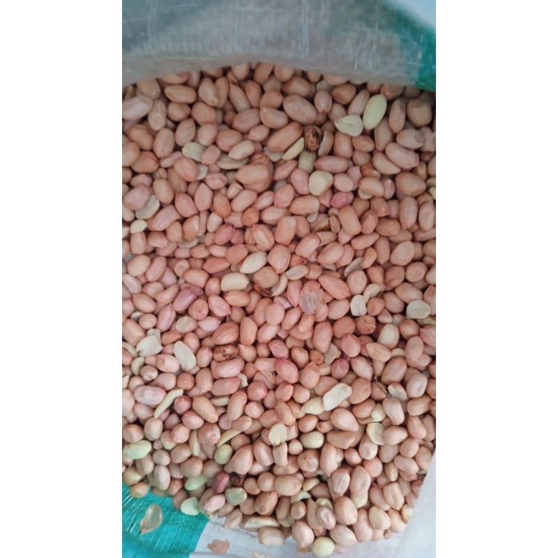 

KACANG TANAH LOKAL