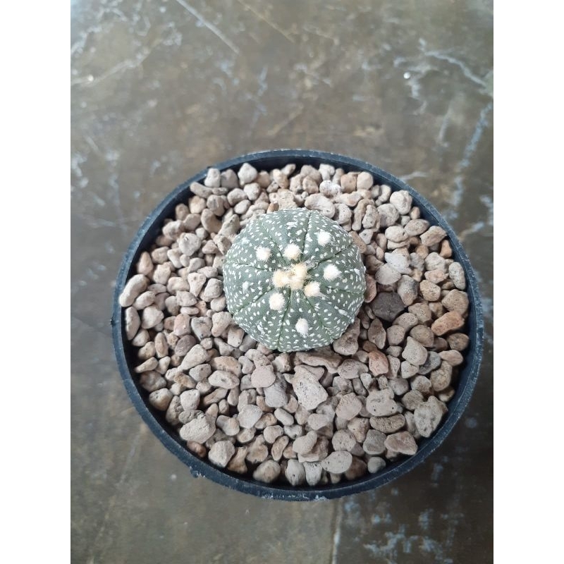Astrophytum asterias x ooibo