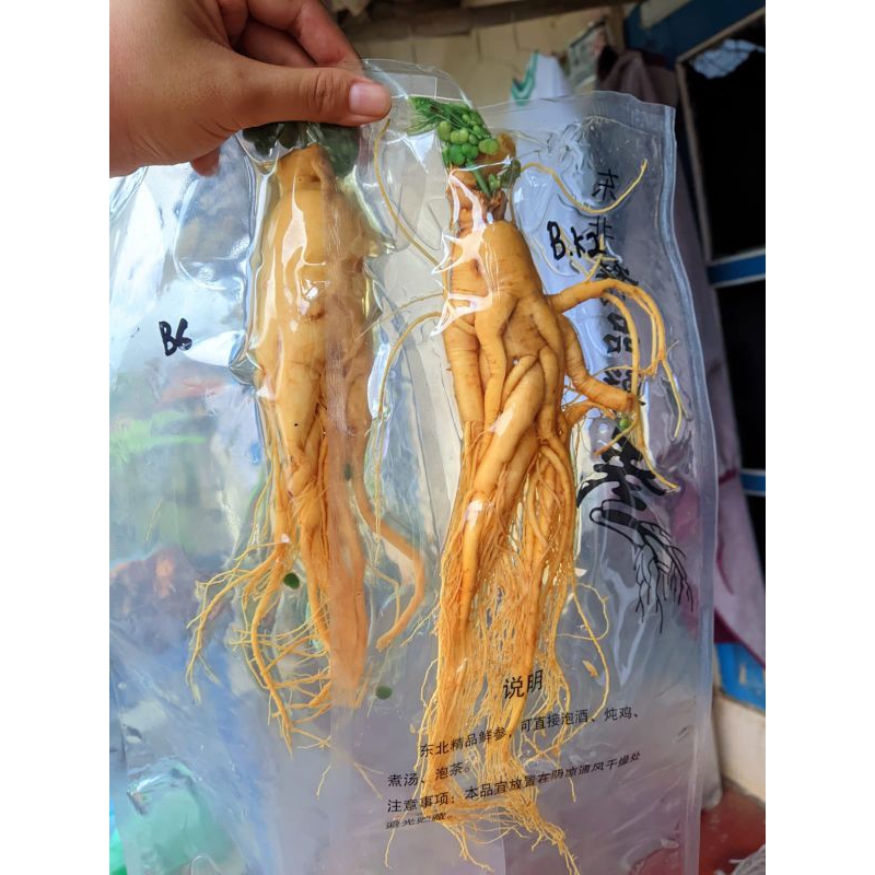 

gingseng merah original