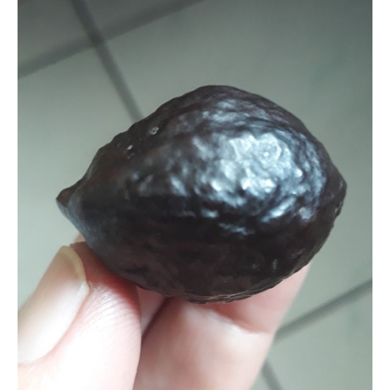 Kemiri Adu Muncang Adu Yanti Thanos Rajabatok Ori Urgen Garung