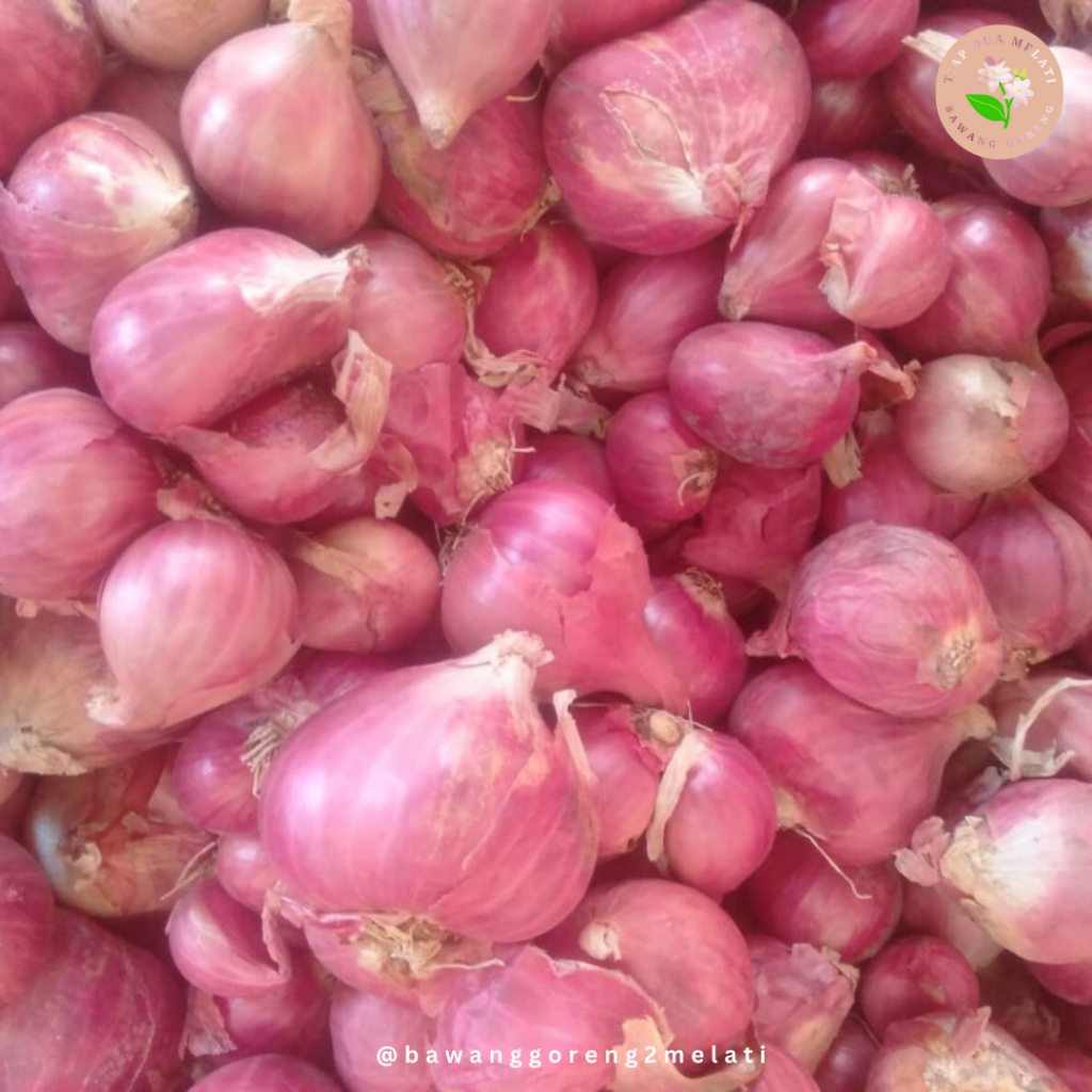 

Bawang Merah Jumbo Brambang Probolinggo