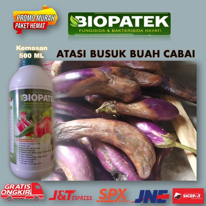 Terbaru BIOPATEK Fungisida & Bakterisida Hayati Pupuk Paling Ampuh Atasi Busuk Buah Terong – Obat Bu