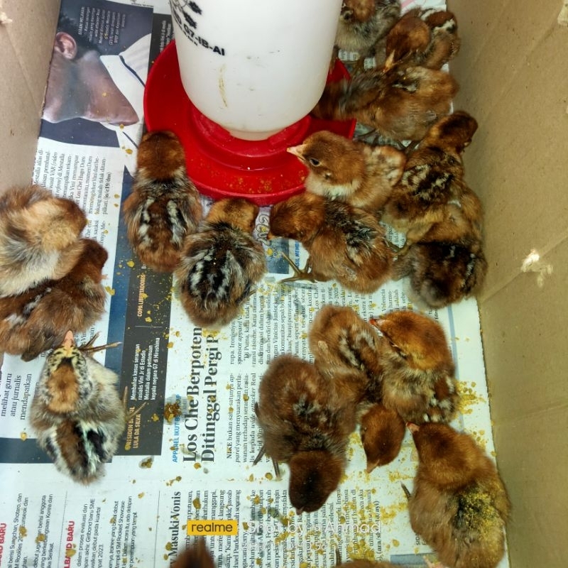 Anak Ayam Arab | DoC ayam arab