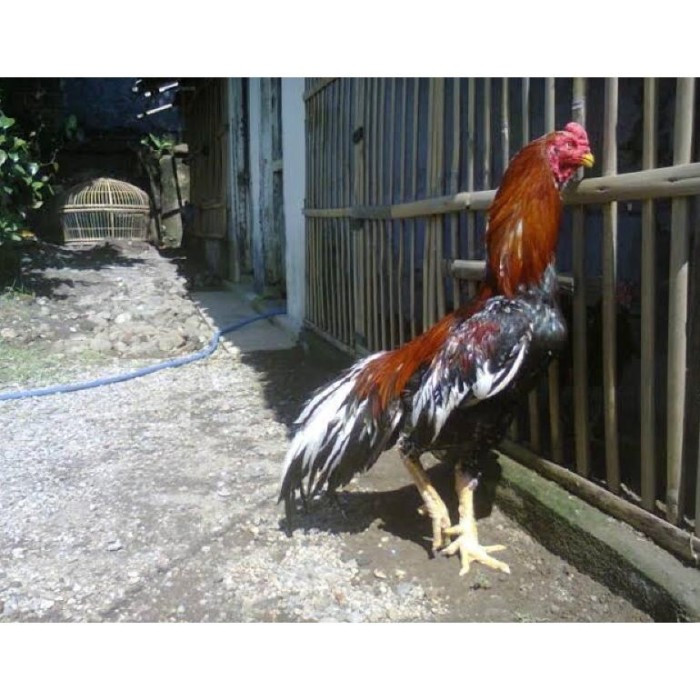 TELUR FERTIL AYAM PETARUNG PAKHOY BOODLINE DURIAN INDUKAN IMPORT