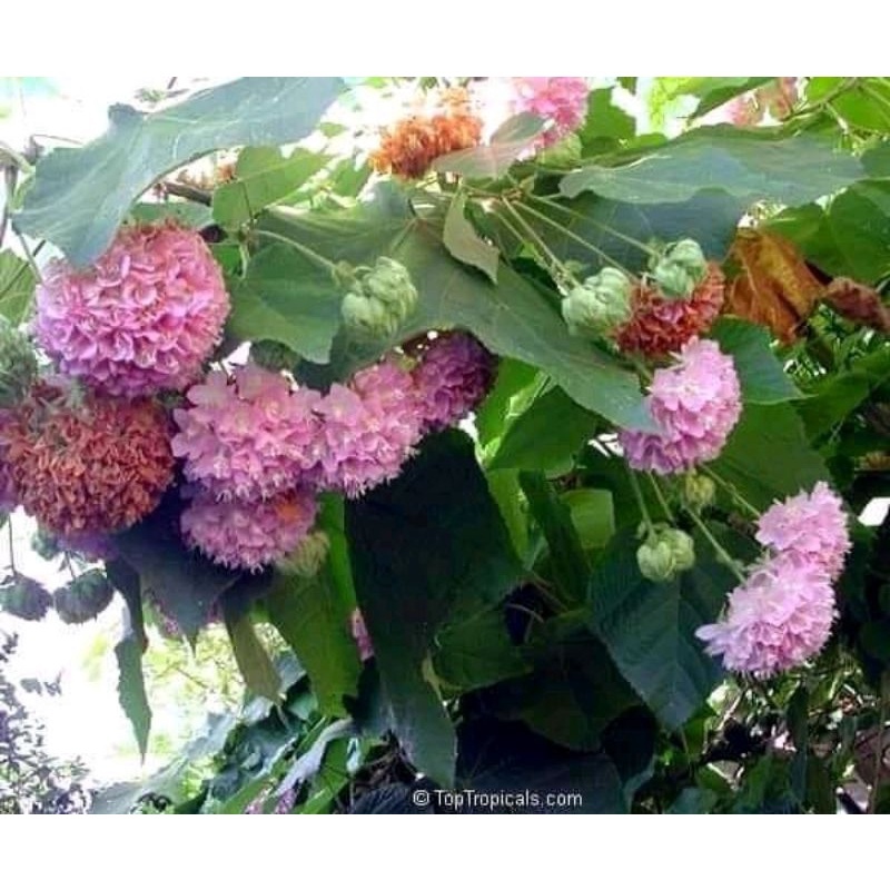 dombeya ceyeuxy /pakan klanceng vegetasi lebah