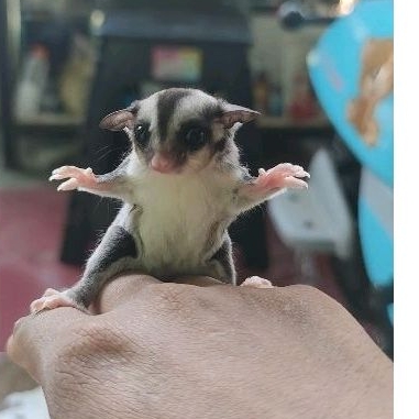SUGAR GLIDER CLASIC GREY / WHITE FACE JOY SG CG MURAH