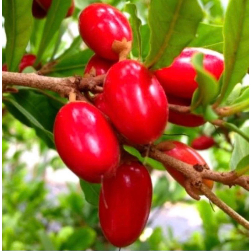 Bibit miracle fruit buah ajaib sudah berbuah berbunga