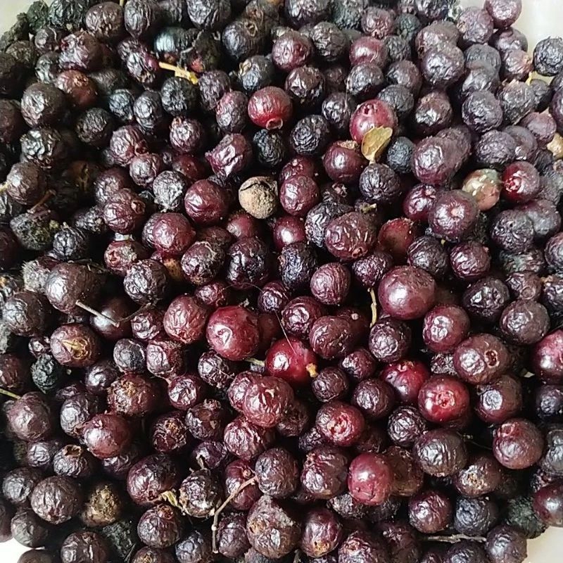 Bibit Benih Daun salam  Bumbu masak rempah daun salam isi 50 biji berlalu kelipatan  bisa GOJEK