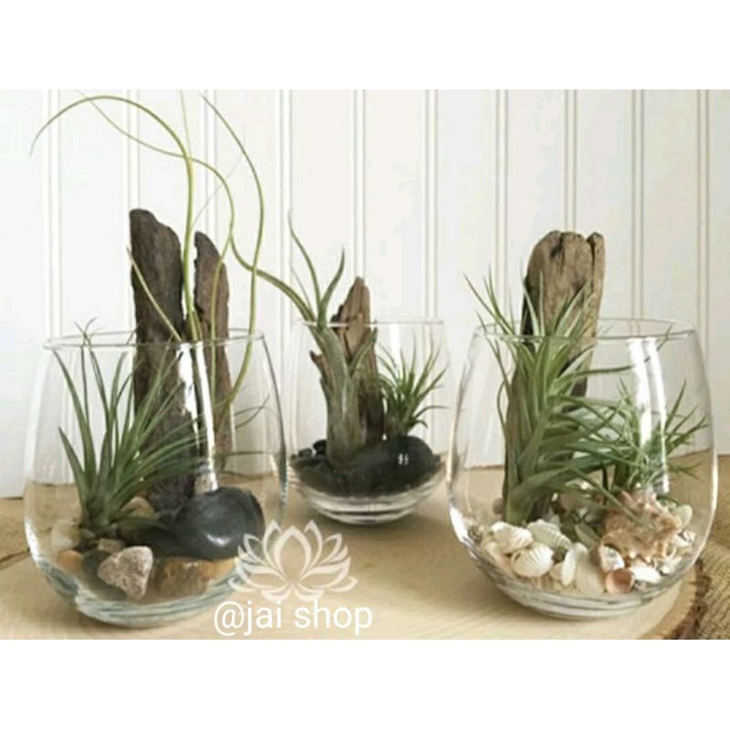 VAS KACA POT TERARIUM/POT KACA TANAMAN AIR HIDROPONIK