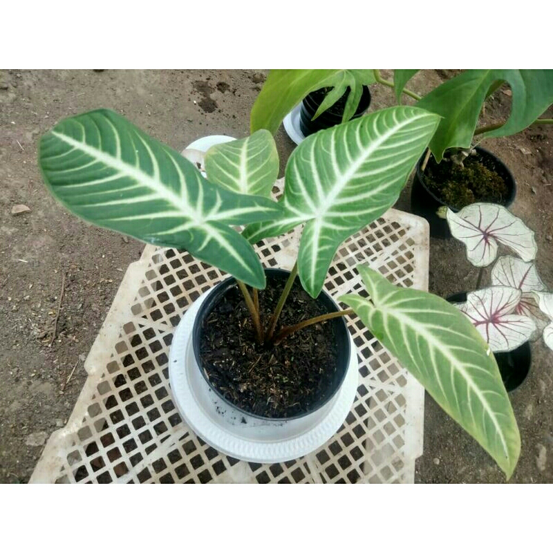 Tanaman Hias Keladi Zebra/Antasoma