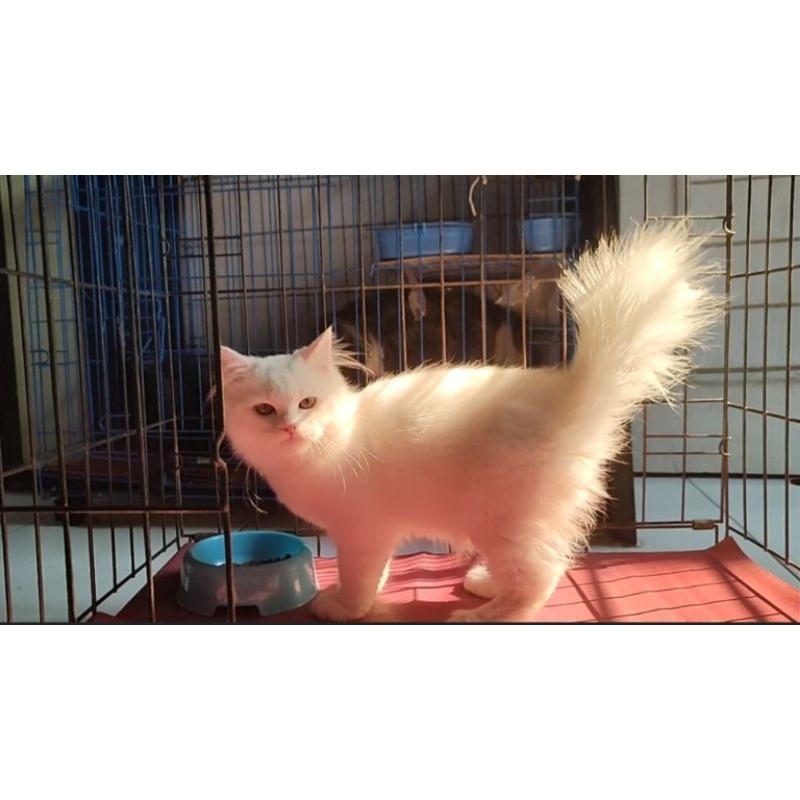 Pakan Kucing Persia Jantan Bigbone breed Peaknose x Medium