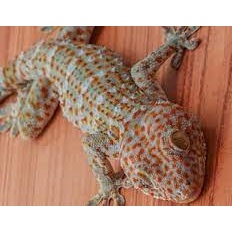 3 paket tokek rumah