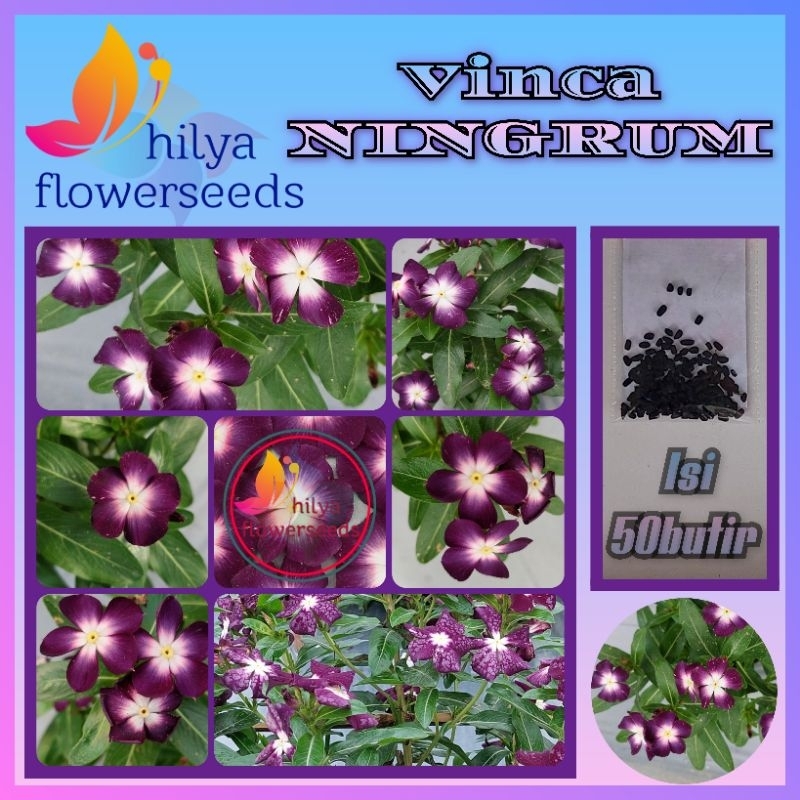 Biji Vinca Ungu NINGRUM