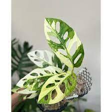tanaman hias monstera adansonii variegata jepang