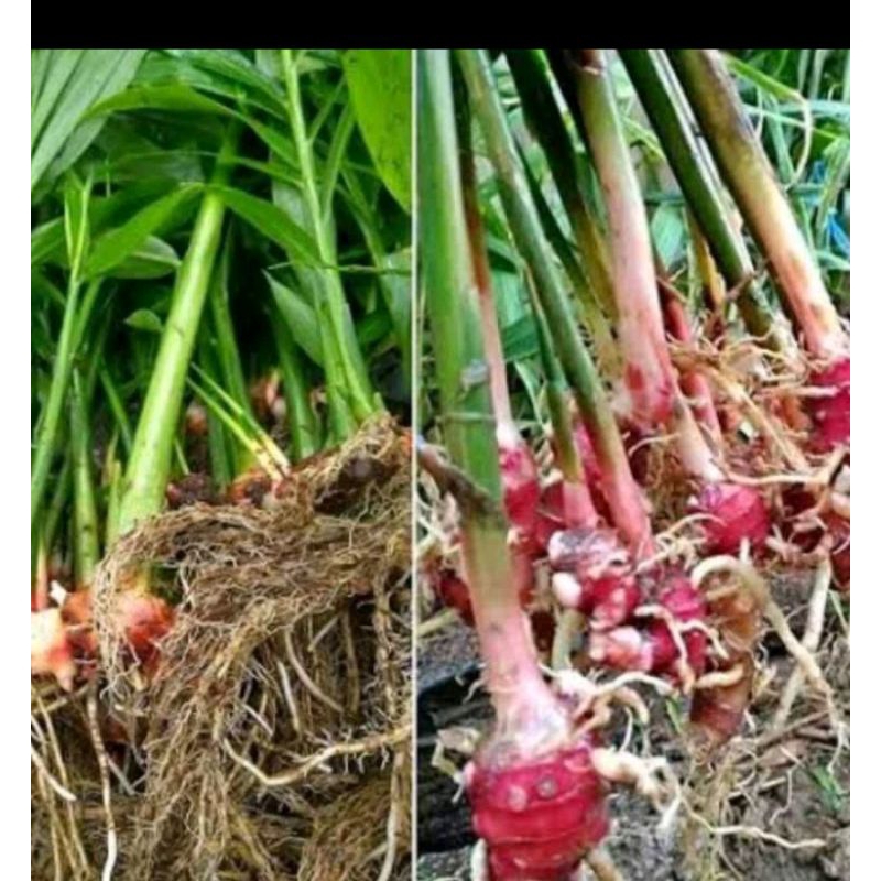 

jahe merah bibit