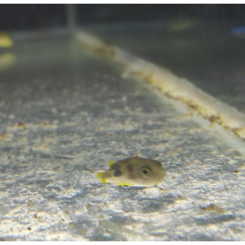Mini Puffer ikan pembasmi keong hama aquarium aquascape
