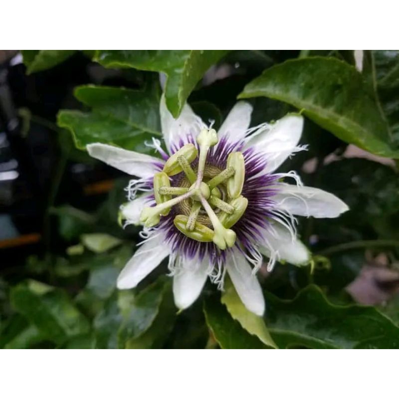 tanaman vegetasi lebah madu buah markisa madu tanaman buah