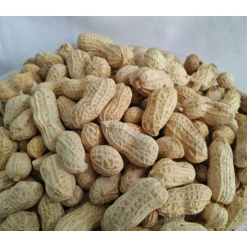 

kacang asin/kacang oven/kacang gopek/kacang kulit/murah meriah