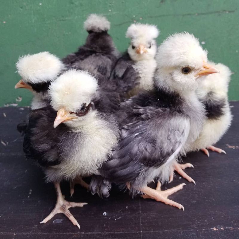 Anak Ayam Poland - Ayam Jambul Polandia - Ayam Gondrong - Ayam Hias Polandia