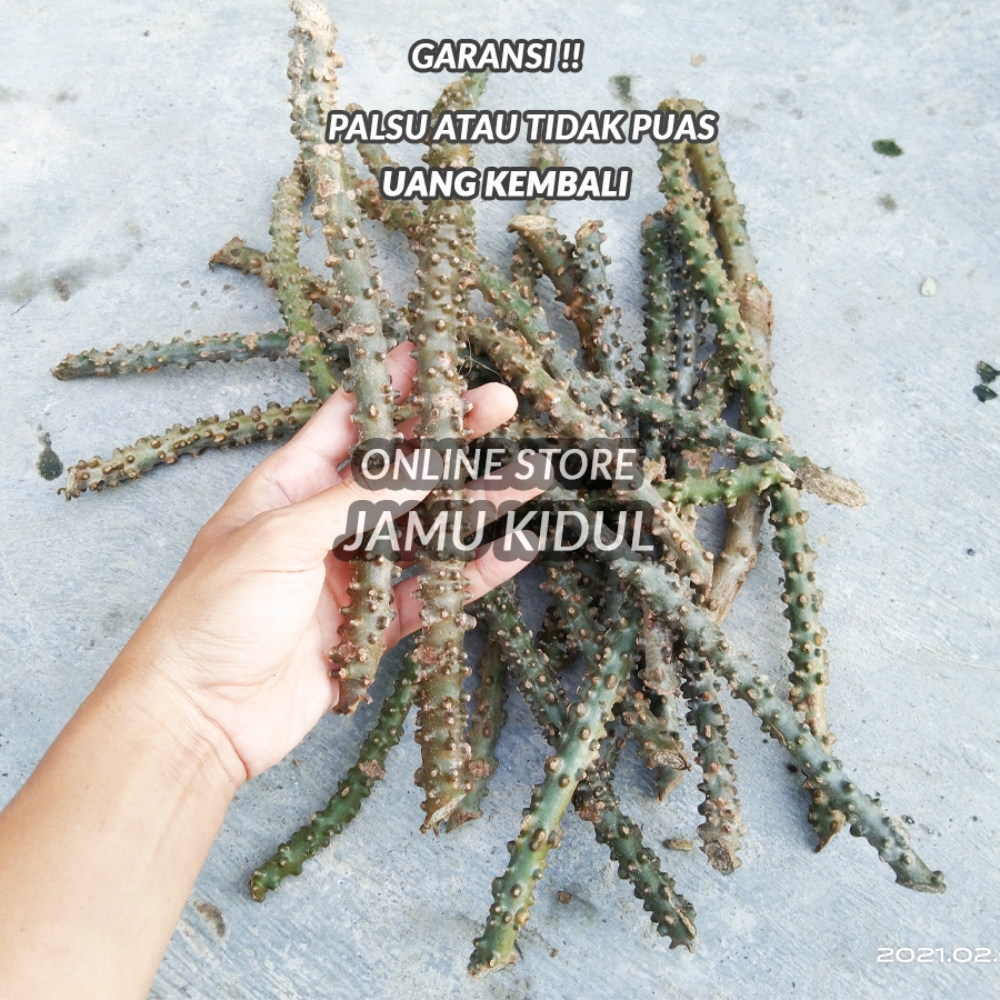 

Batang Brotowali 500gr - Batrawali Segar Asli Gunung