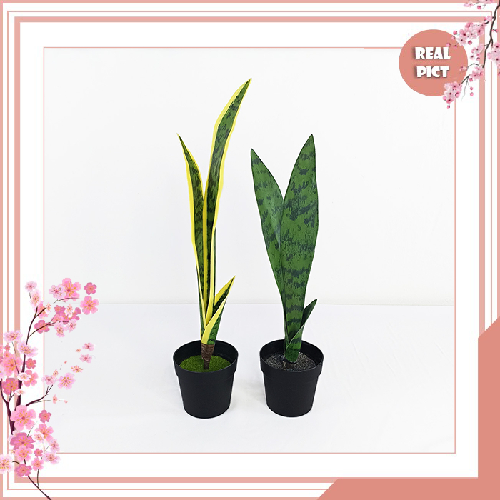 UNICO Tanaman Hias Plastik Dekorasi Ruangan Pot Bunga Hias Lidah Mertua Import Termurah PBP43