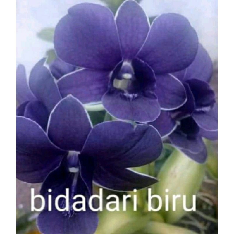 anggrek bidadari biru dewasa spike-anggrek biru nimingtanaman hias