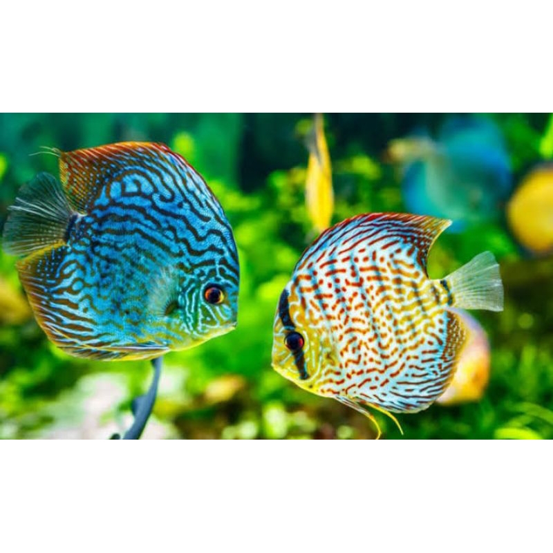 packing Styrofoam ikan discus 1 pasang 5 inch up