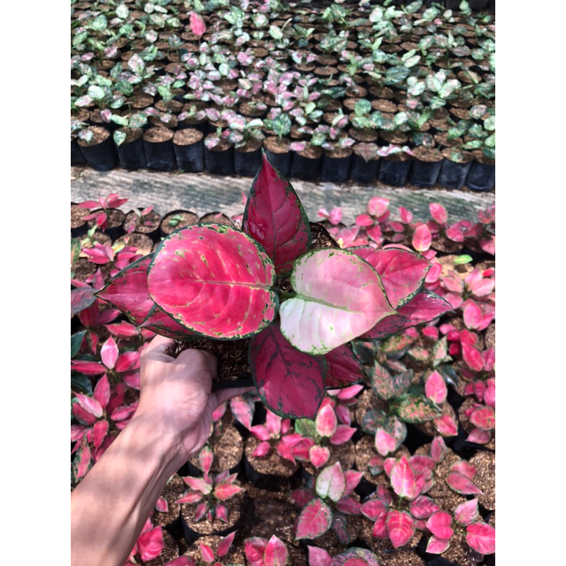 AGLONEMA RED ANJAMANI LOKAL SUPER MERAH