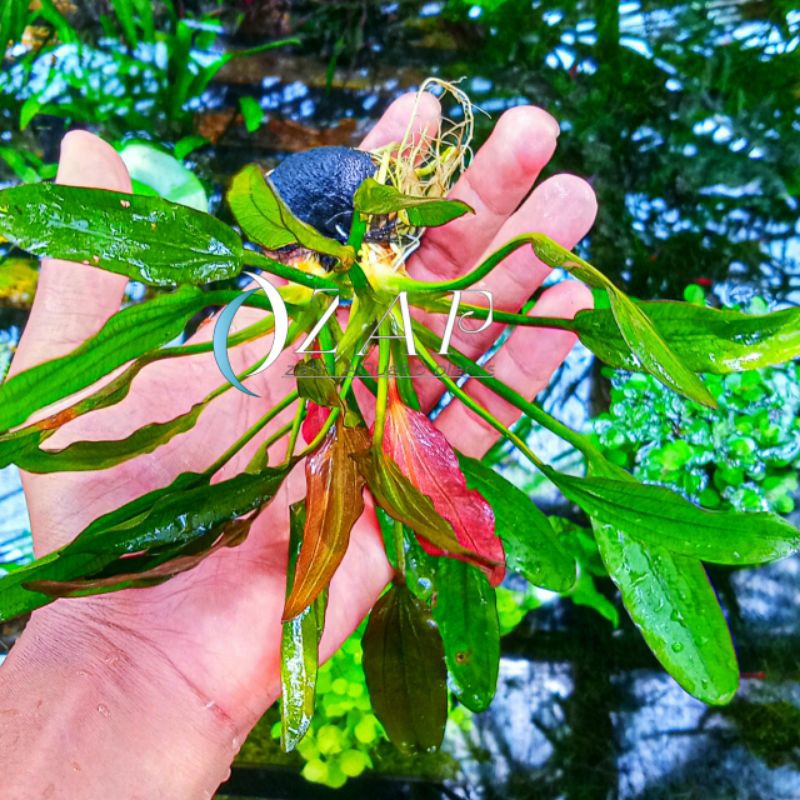 Echinodorus Red Special Tanaman Aquascape