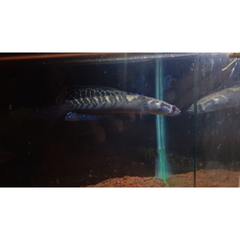 Progresan Maru YS 14-16cc