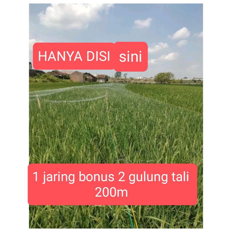 JARING BURUNG PIPIT SAWAH Jaring Pelindung Padi Sawah Jaring Pengaman Penghalo Hama Burung Pipit Bur