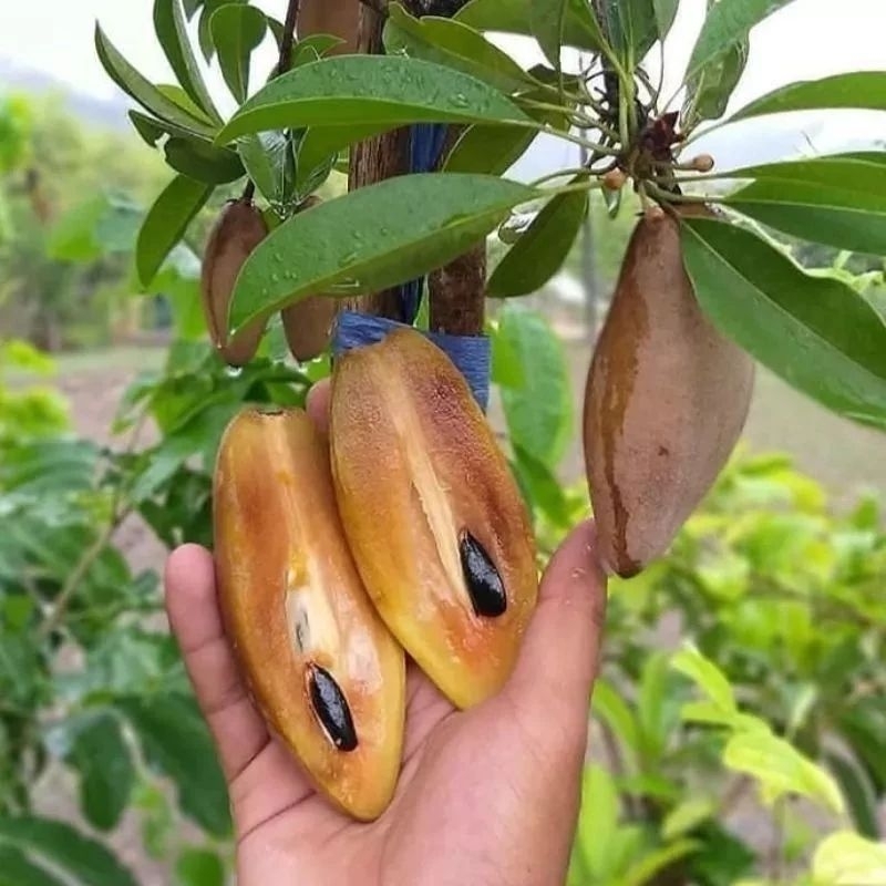 bibit buah sawo MENTIMUN