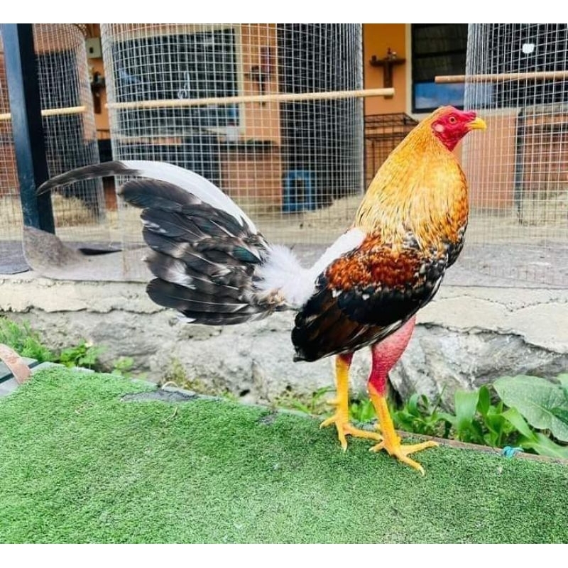 

jual telur ayam ak 49 paket 4 butir