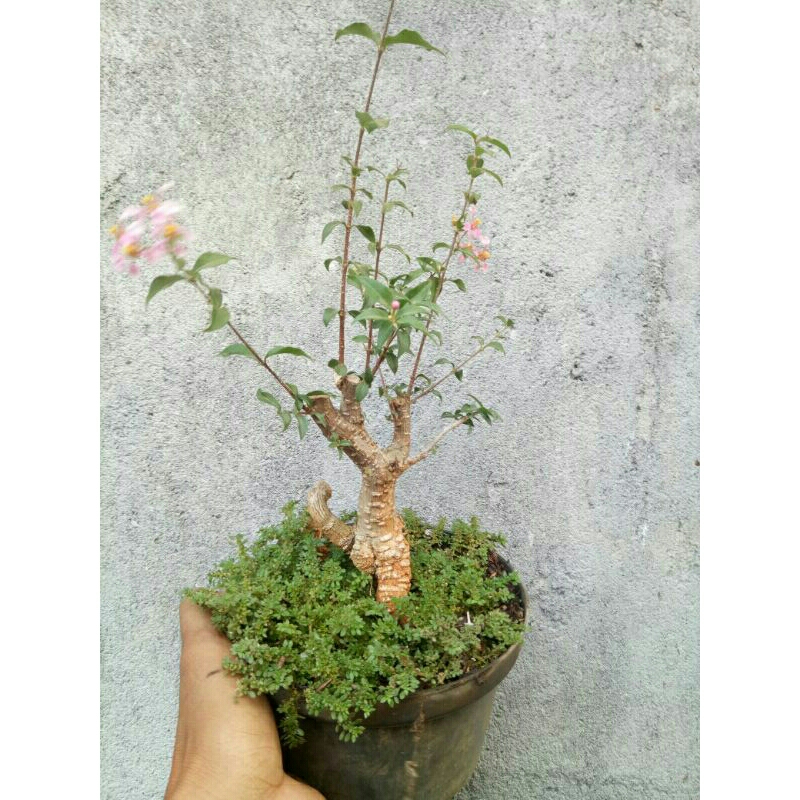 bahan bonsai sakura mikro