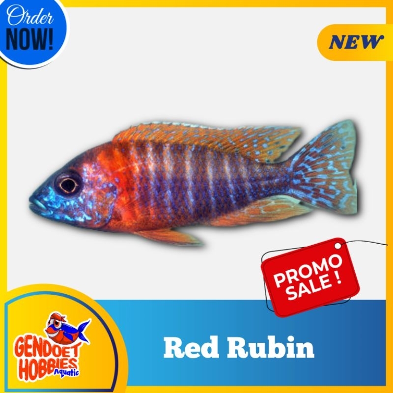 Cichlid Red Rubin murah