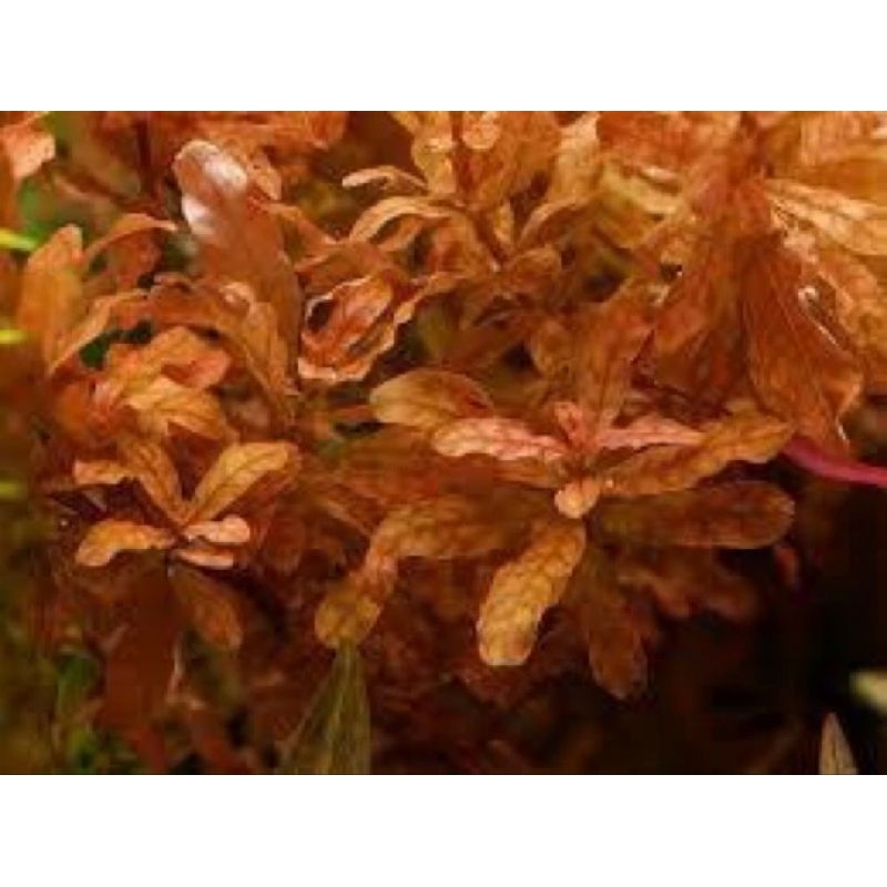 ludwigia inclinata brown