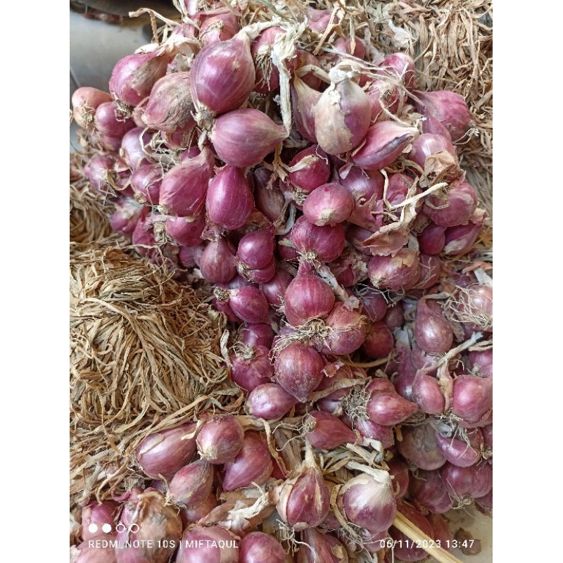 

BRAMBANG PROBOLINGGO