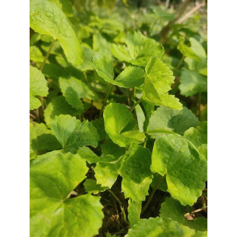 bibit tanaman pegagan / daun pegagan / tanaman herbal - Tani Cilik